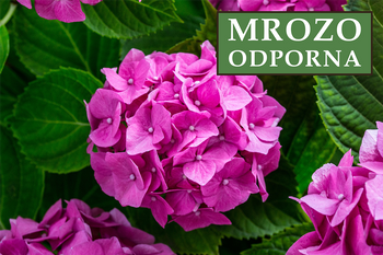 Hortensja Ogrodowa 'Bouquet Rose' – Sadzonka 45-60 cm