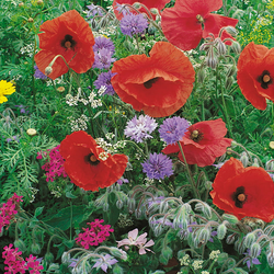 Łąka Kwietna – Dla Owadów Pożytecznych – Kiepenkerl