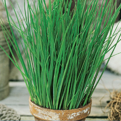 Szczypiorek 'Staro' – Zimujący – Kiepenkerl