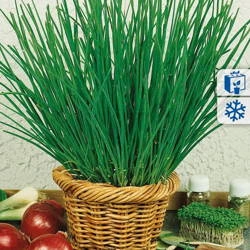 Szczypiorek 'Nelly' – Całoroczny – Kiepenkerl