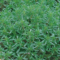 Cząber Ogrodowy – Kiepenkerl