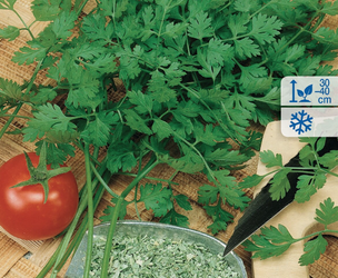 Trybula Ogrodowa 'Commun' – Kiepenkerl