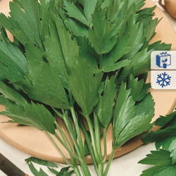 Lubczyk Ogrodowy – Kiepenkerl