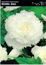 Begonia Bulwiasta Strzępiasta – Biała – 1 szt.