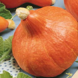 Dynia Hokkaido 'Uchiki Kuri' – Nasiona Kiepenkerl