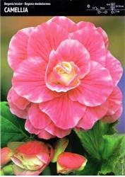 Begonia Bulwiasta 'Camelia' – Dwukolorowa – 1 szt.