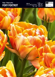 Tulipan 'Foxy Foxtrot' – Pełny – 10 szt.
