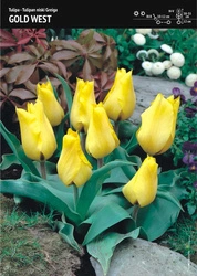 Tulipan ‘Gold West’ – 7 szt.