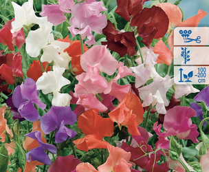 Groszek Pachnący Mix – Kiepenkerl