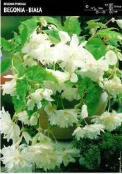 Begonia Bulwiasta Kaskadowa Zwisająca – Biała – 1 szt.