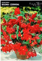 Begonia Bulwiasta Kaskadowa Zwisająca – Czerwona – 1 szt.