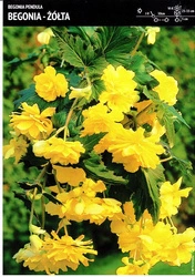 Begonia Bulwiasta Kaskadowa Zwisająca – Żółta – 1 szt.
