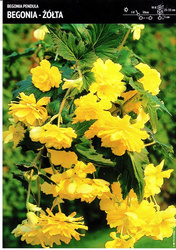 Begonia Bulwiasta Kaskadowa Zwisająca – Żółta – 1 szt.
