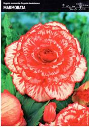 Begonia Bulwiasta 'Marmorata' – Dwukolorowa – 1 szt.