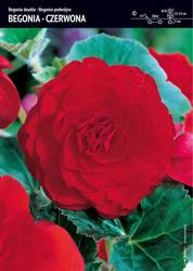 Begonia Bulwiasta Podwójna – Czerwona – 1 szt.