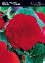 Begonia Bulwiasta Podwójna – Czerwona – 1 szt.