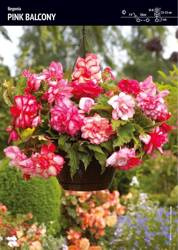 Begonia Zwisająca 'Pink Balcony' – Pełna Pachnąca – 3 szt.