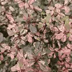 Berberys Thunberga 'Inspiration' – sadzonka w doniczce C2 – Botana