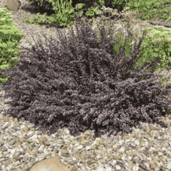 Berberys Thunberga 'Atropurpurea Nana' – sadzonka w doniczce C2 – Botana