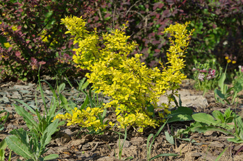 Berberys Thunberga 'Aurea' – Sadzonka 30 cm