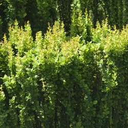Berberys Thunberga 'Erecta' – sadzonka w doniczce C2 – Botana