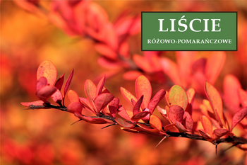 Berberys Thunberga 'Florence' – Sadzonka 15-25cm