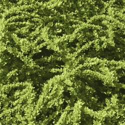 Berberys Thunberga 'Green Carpet' – sadzonka w doniczce C2 – Botana