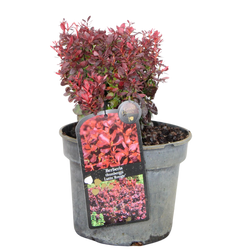 Berberys Thunberga 'Lutin Rouge' – Sadzonka 15-25 cm
