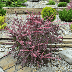 Berberys Thunberga 'Pink Queen' – sadzonka w doniczce C2 – Botana