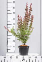 Berberys Thunberga 'Red Pilar' – Sadzonka 30 cm