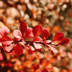 Berberys Thunberga 'Red Rocket' – sadzonka w doniczce C2 – Botana