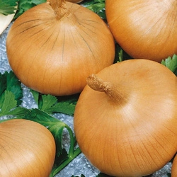 Cebula 'Stuttgarter Riesen' – Nasiona Kiepenkerl