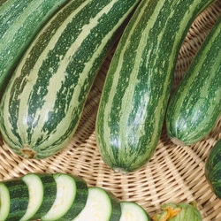 Cukinia 'Coucourzelle' – Nasiona Kiepenkerl