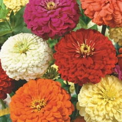 Cynia – Mix Nasion – Kiepenkerl
