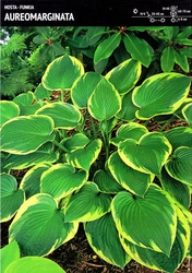 Funkia Hosta 'Aureomarginata' – 1 szt.