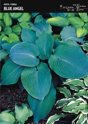 Funkia Hosta 'Blue Angel' – 1 szt.