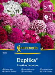 Goździk Brodaty 'Duplika' – Mix Nasion – Kiepenkerl