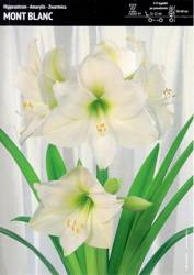 Hippeastrum Amarylis 'Mount Blanc' – 1 szt.