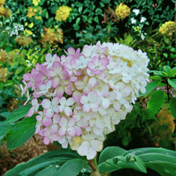 Hortensja Bukietowa 'Vanilla Frise' – sadzonka w doniczce C2 – Botana