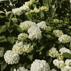 Hortensja Ogrodowa 'Madame Emile Mouillere' – sadzonka w doniczce C2 – Botana