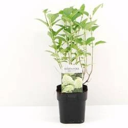 Hortensja bukietowa 'Limelight' – sadzonka w doniczce C2 – Botana