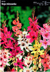 Ixia Iksja – Mix Cebulek – 20 szt.