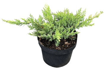 Jałowiec sabiński 'Tamariscifolia' – sadzonka w doniczce C2 – Botana