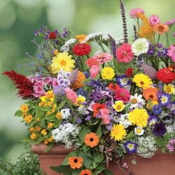 Kwiaty Na Balkon – Mix Nasion – Kiepenkerl