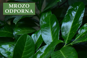 Laurowiśnia wschodnia 'Caucasica' – Sadzonka 30 cm