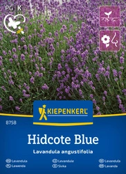 Lawenda 'Hidcote Blue Strain' – Nasiona – Kiepenkerl