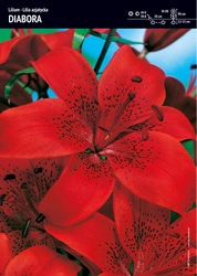 Lilia Azjatycka 'Diabora' – 5 szt.