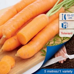 Marchew 'Mokum' F1 nasiona na taśmie – Kiepenkerl