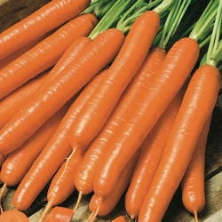 Marchew 'Nantaise 2' – Kiepenkerl