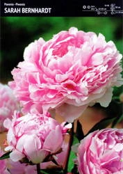 Piwonia 'Sarah Bernhardt' – 1 szt.
